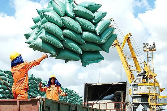 Bộ Công Thương hỏa tốc đề nghị doanh nghiệp tránh mua gom ồ ạt lúa gạo