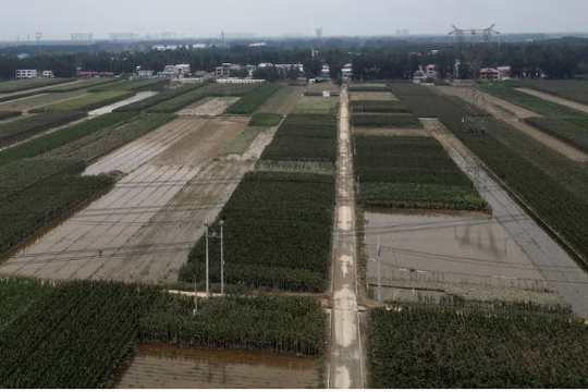 Trung Quốc cảnh báo dịch bệnh cây trồng, vật nuôi ở vùng lũ