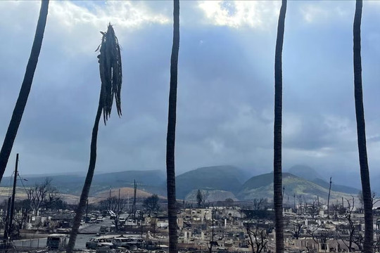  Tình trạng trộm cắp xuất hiện sau thảm họa cháy rừng Hawaii 