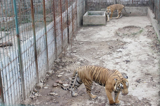 Trung tâm Cứu hộ động vật hoang dã Hà Nội: Chăm sóc tốt 6 cá thể hổ mới tiếp nhận