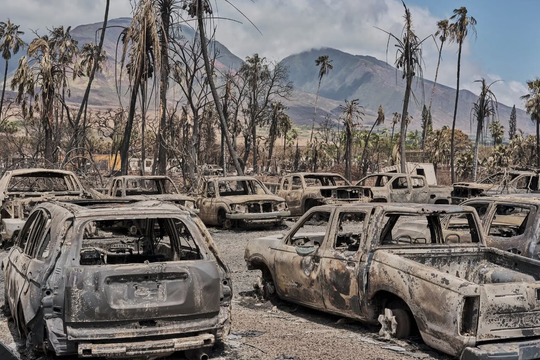 Vụ cháy rừng ở Hawaii: Công ty điện lực địa phương bị kiện