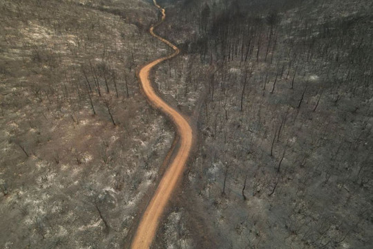 Cháy rừng ở Hy Lạp thiêu rụi diện tích lớn hơn cả thành phố New York