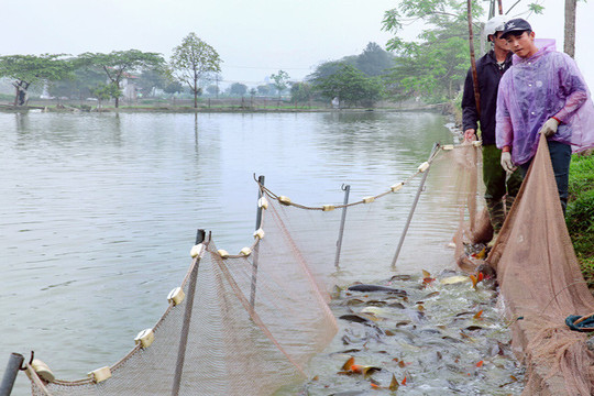 Tuân thủ quy trình nuôi trồng thủy sản