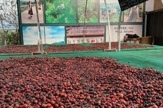 Kim ngạch xuất khẩu cà phê đạt 2,97 tỷ USD nhờ giá tăng mạnh 