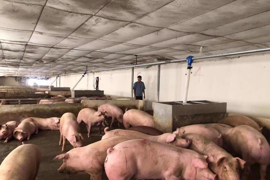 Tuần này, giá lợn hơi tiếp tục giảm