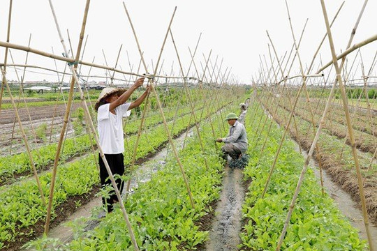 Gần 200 hộ nông dân, hợp tác xã huyện Thường Tín tham gia diễn đàn nhịp cầu nhà nông