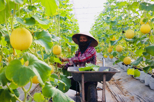 Hà Nội sẽ có 9 vùng, khu chuyên canh nông nghiệp