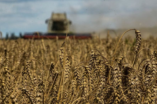 Ba quốc gia tái áp đặt lệnh cấm nhập khẩu ngũ cốc Ukraine