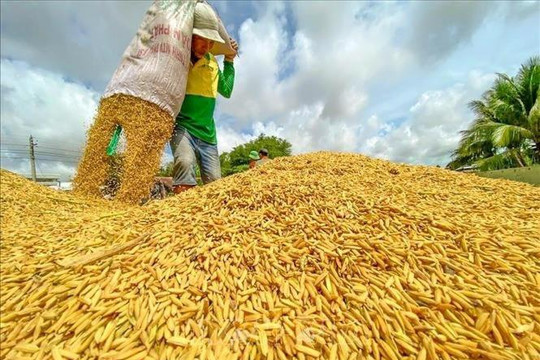 Tạo đột phá từ gạo chất lượng cao xuất khẩu