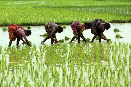 Ấn Độ giảm giá sàn xuất khẩu gạo basmati
