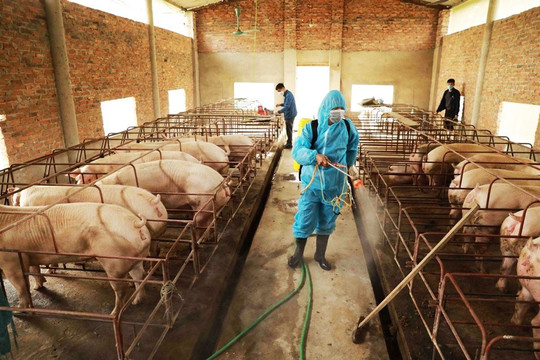 Giá lợn hơi giảm: Khó ảnh hưởng nguồn cung