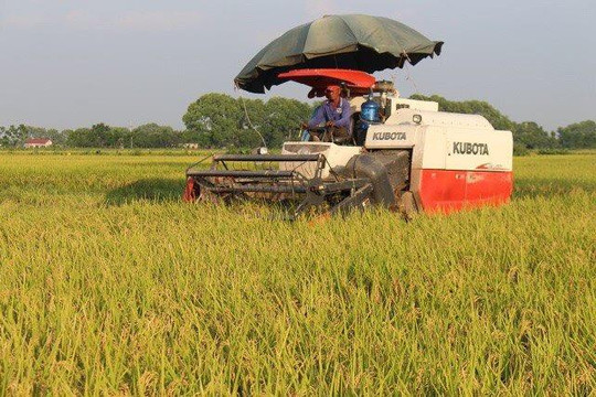 Hà Nội: Khẩn trương thu hoạch lúa mùa, triển khai vụ đông