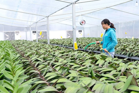 Thanh Oai có 12 mô hình nông nghiệp công nghệ cao