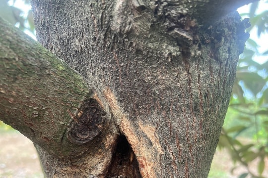 Sản phẩm Take Off 600 Giải pháp ức chế và xử lý nấm Phytophthora sp. gây hại trên cây trồng