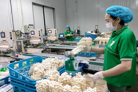 Công ty TNHH Xuất nhập khẩu KINOKO Thanh Cao: Tiên phong trong đổi mới công nghệ nuôi trồng nấm