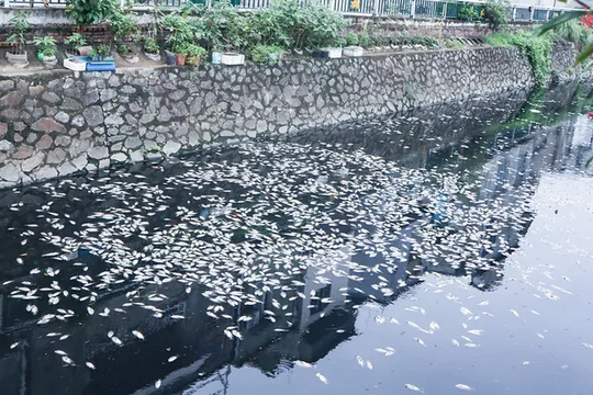 Nghệ An: Cá chết hàng loạt làm ô nhiễm môi trường ở Thành cổ Vinh