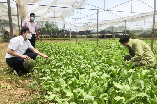 Hà Nội hỗ trợ phát triển vùng nông nghiệp an toàn