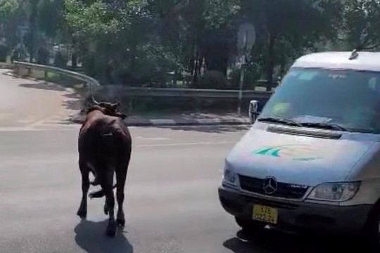 Hà Nội: Đàn bò đi lại trên đường Võ Nguyên Giáp, băng qua đầu ô tô