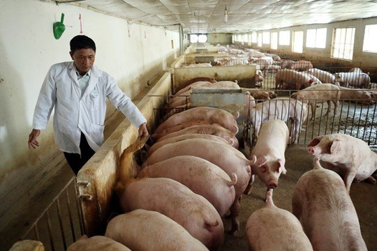 Giá lợn hơi tiếp tục giảm xuống mức dưới 50.000 đồng/kg