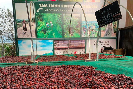 Giá cà phê xuất khẩu trung bình đạt 2.512 USD/tấn