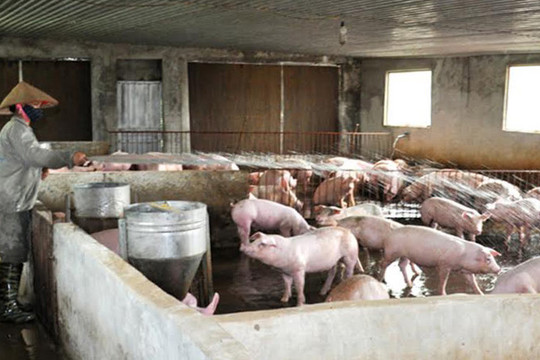 Phát huy hiệu quả mô hình chăn nuôi lợn sạch