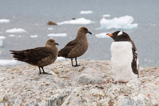 Cúm gia cầm lần đầu tiên được phát hiện ở Nam Cực