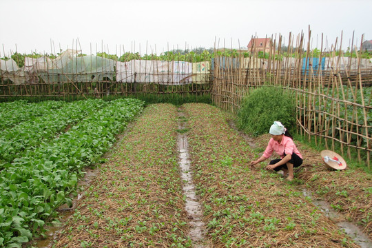 Hà Nội: Đôn đốc gieo trồng cây vụ đông trong khung thời vụ