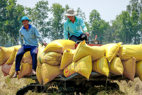 Học phí và giá gạo tăng khiến CPI cả nước tháng 10 tăng nhẹ