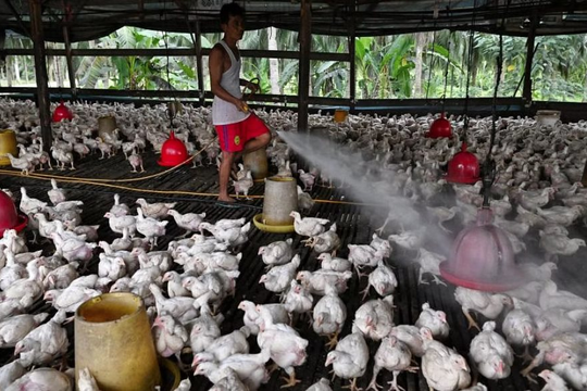 Malaysia chấm dứt trợ cấp và kiểm soát giá thịt gà từ tháng 11