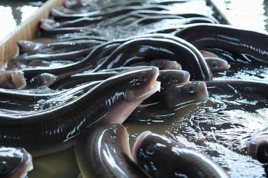 Nhật Bản nhân giống thành công loài lươn đặc sản
