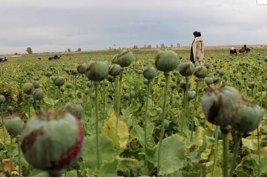 Nguồn cung thuốc phiện của Afghanistan giảm 95% sau lệnh cấm của Taliban