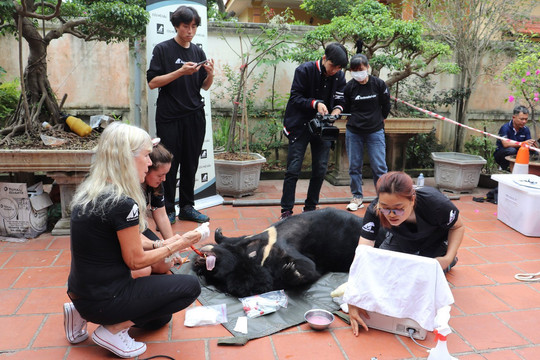 Cứu hộ cá thể gấu ngựa nặng gần 160kg tại huyện Mê Linh