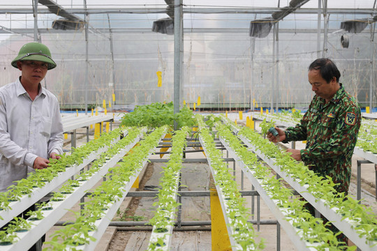 Phát triển chuỗi sản xuất rau an toàn ở Thanh Trì