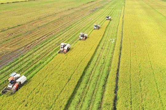 Đến 2030, hình thành 1 triệu héc-ta chuyên canh lúa chất lượng cao, phát thải thấp