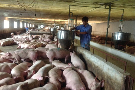 Giá lợn hơi giảm, nguồn cung vẫn bảo đảm