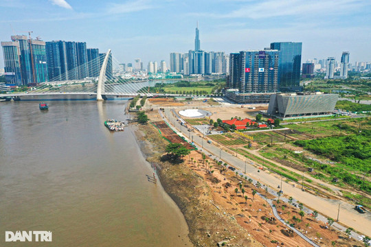 Tất bật trồng 15.000 cây hướng dương ở bờ sông Sài Gòn