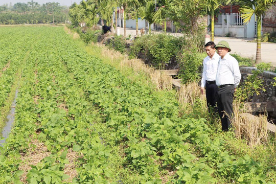 Hiệu quả từ những mô hình nông nghiệp mới ở Phú Xuyên