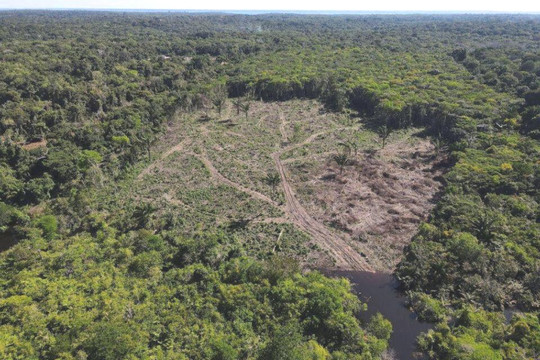 COP28: Kêu gọi 250 tỷ USD bảo vệ rừng nhiệt đới