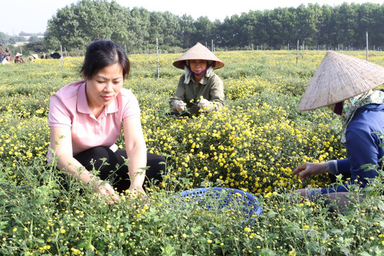 Hà Nội đặt mục tiêu trồng 400ha cây dược liệu vào năm 2025 