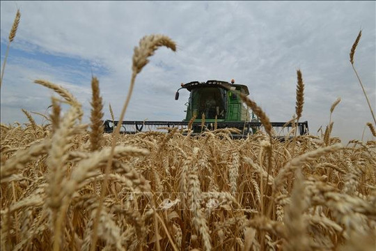 Nga và Liên hợp quốc thảo luận về việc cung cấp miễn phí ngũ cốc cho các nước nghèo