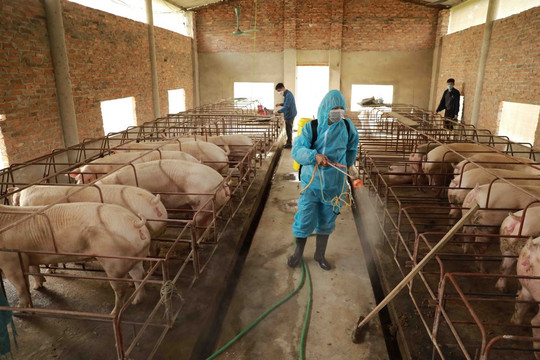 Đã sản xuất được 4,5 triệu liều vắc xin phòng dịch tả lợn châu Phi