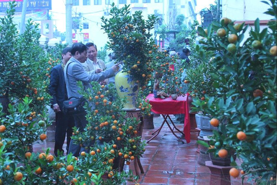 Hà Nội: Lễ hội hoa đào, quất cảnh và sản phẩm OCOP diễn ra từ 26-1 đến 1-2