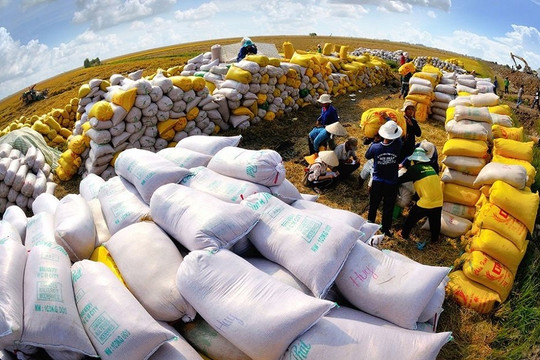 Chiến lược đồng bộ để xuất khẩu gạo Việt Nam "đi đường dài"