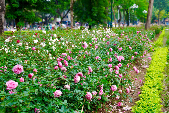 Công viên Thống Nhất 1 năm sau rỡ hàng rào: Trăm hoa đua sắc
