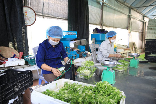 Thường Tín phát triển nông nghiệp xanh, sạch