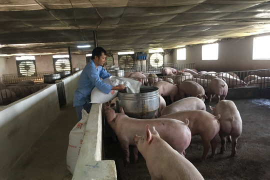 Giá lợn hơi tăng mạnh, cao nhất từ cuối tháng 9-2023 đến nay