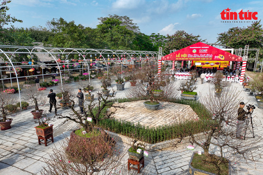 Lần đầu tiên Hà Nội tổ chức hội thi hoa đào truyền thống cấp thành phố