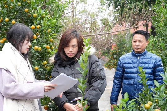 9 chợ hoa xuân quận Tây Hồ sẵn sàng phục vụ nhân dân đón Tết