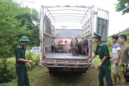 Tăng cường ngăn chặn buôn lậu, vận chuyển trái phép động vật, sản phẩm động vật qua biên giới vào Việt Nam