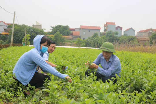 Hà Nội: Sẵn nguồn cung rau xanh cho thị trường Tết